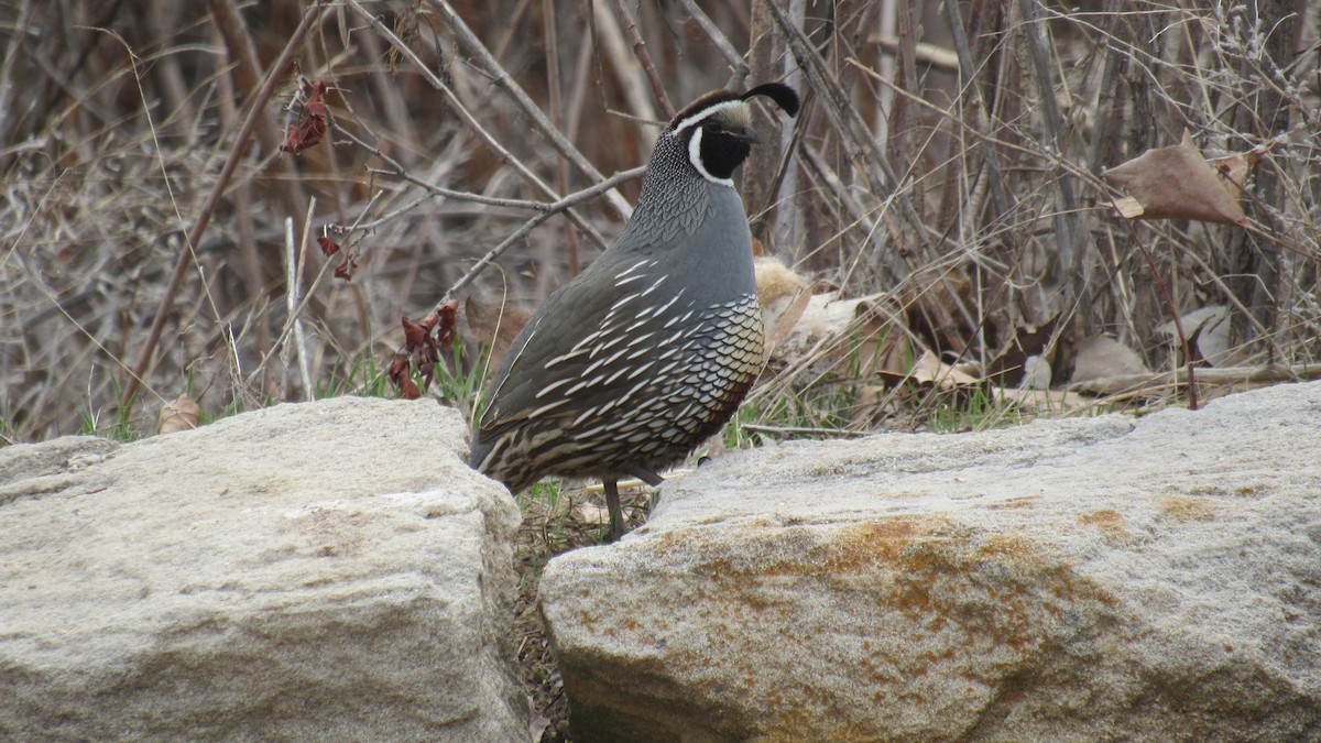 California Quail - ML441357501