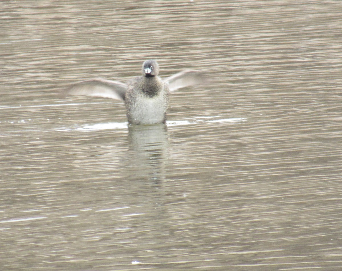 Pied-billed Grebe - ML441357531