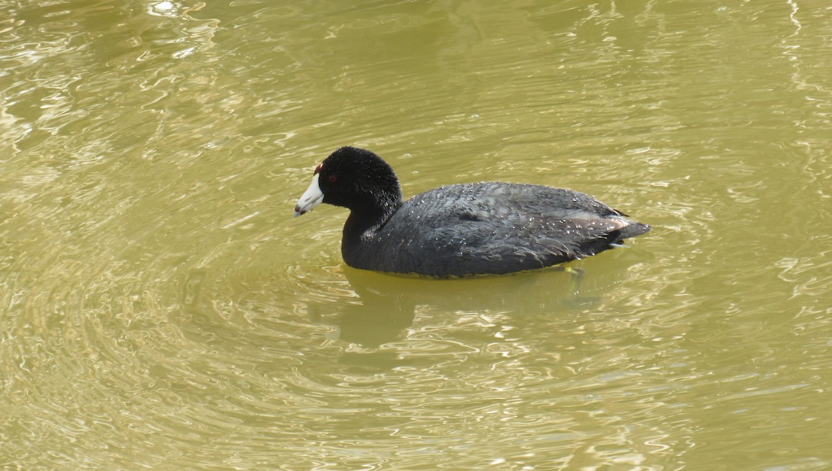 American Coot - ML441357571