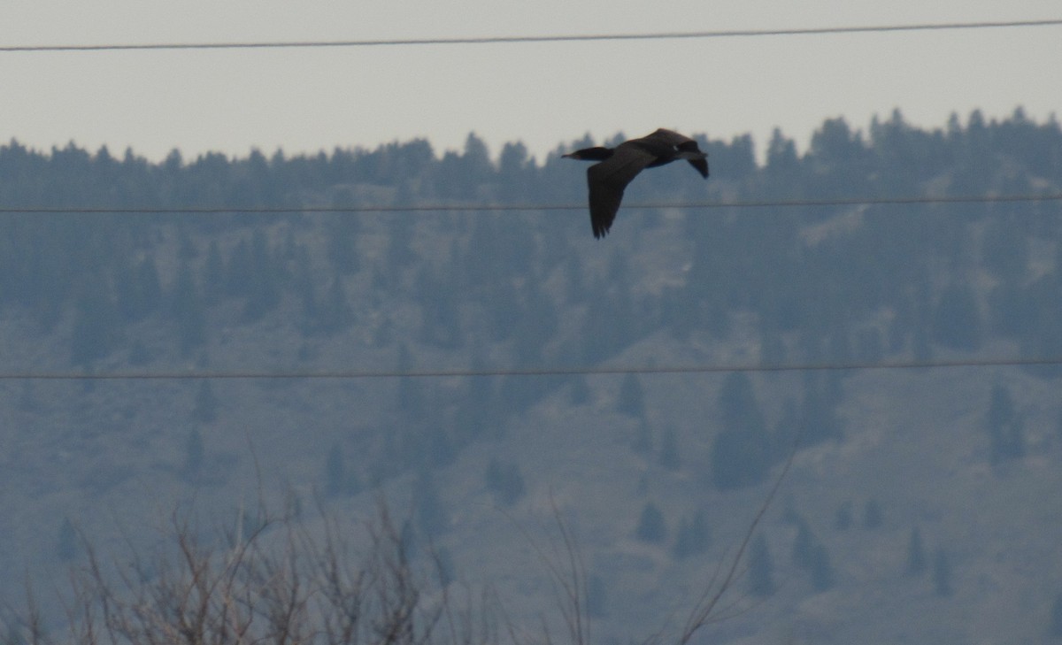 Double-crested Cormorant - ML441357581