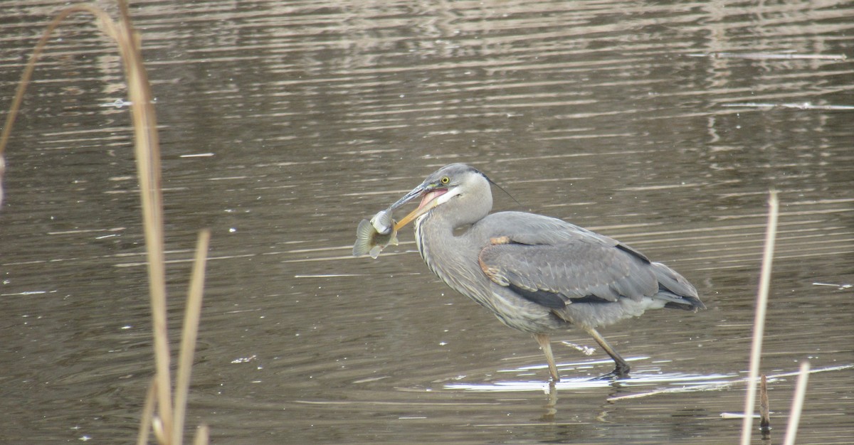 Great Blue Heron - ML441357641