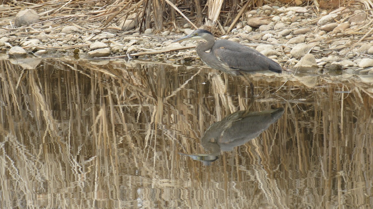Great Blue Heron - ML441357671