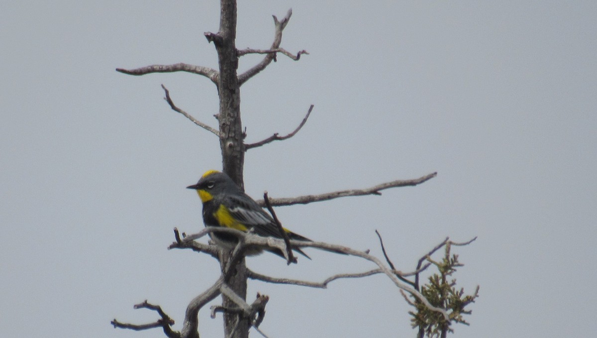 Yellow-rumped Warbler - ML441358341