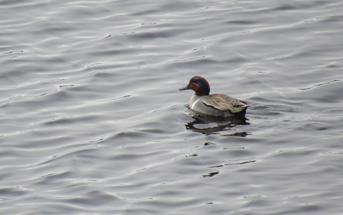 Green-winged Teal - ML441358351
