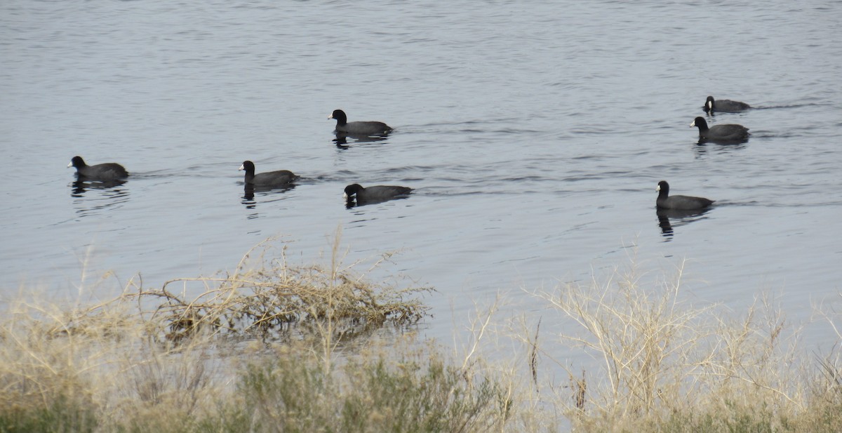 American Coot - ML441358581