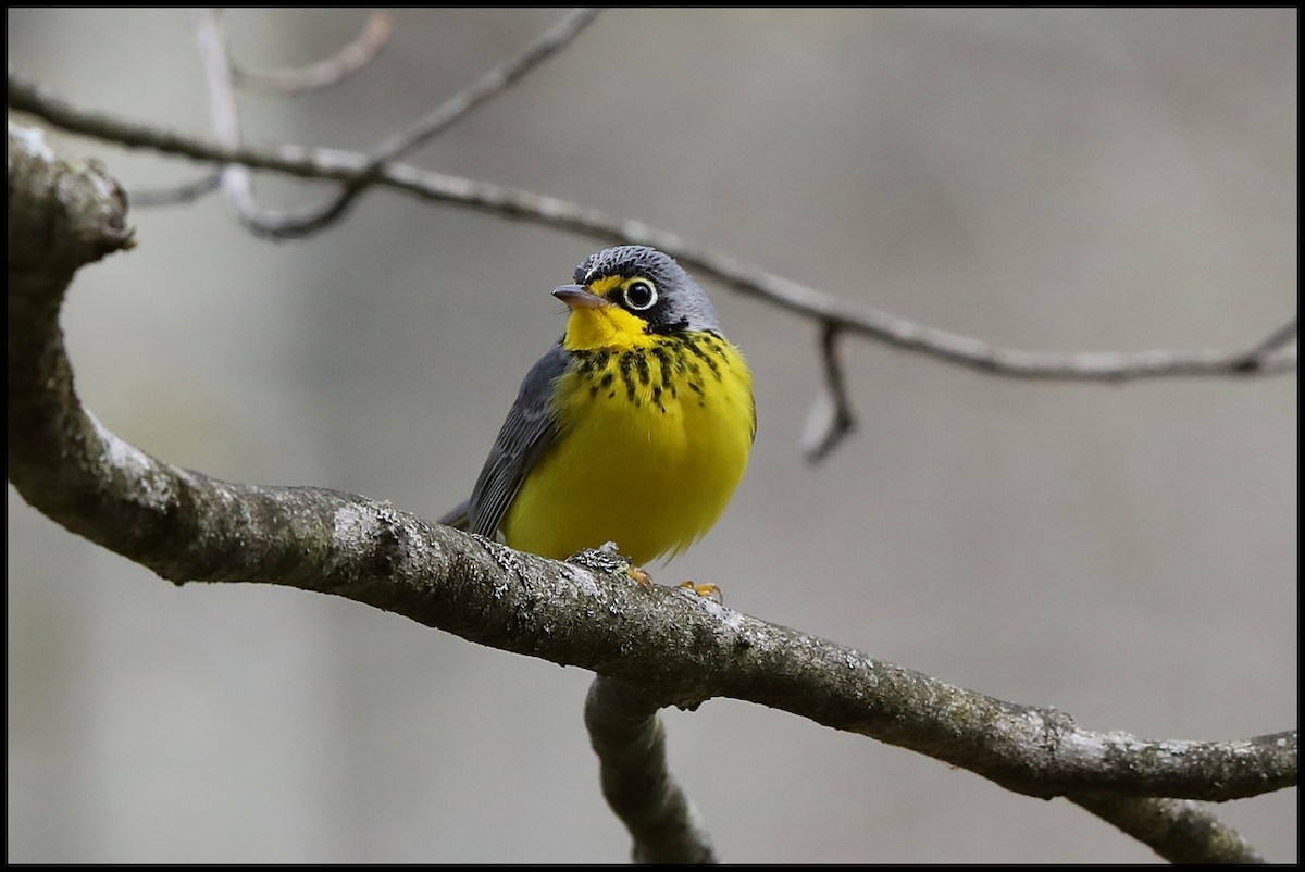 Canada Warbler - Tom Pavlik