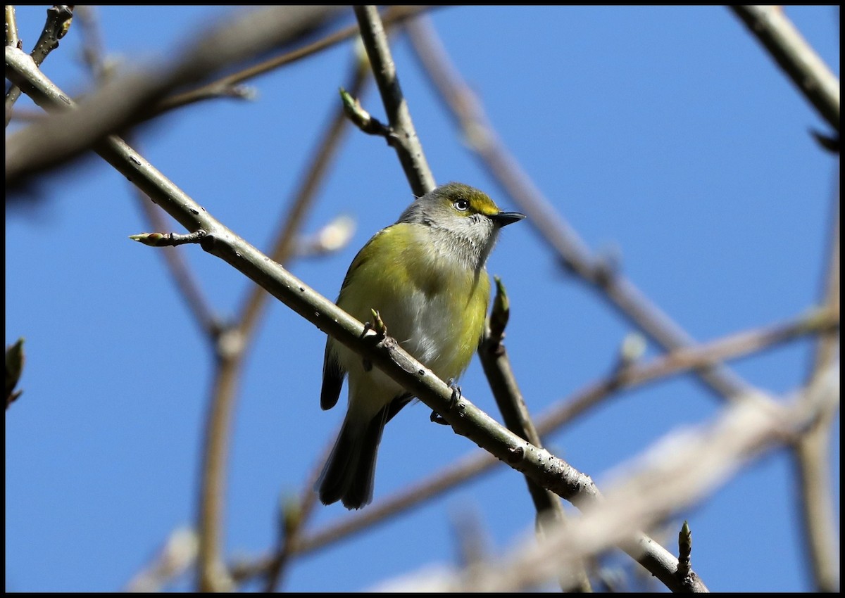 Weißaugenvireo - ML441359321