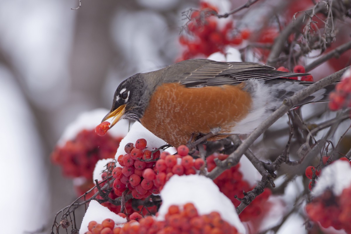 American Robin - Joshua Covill