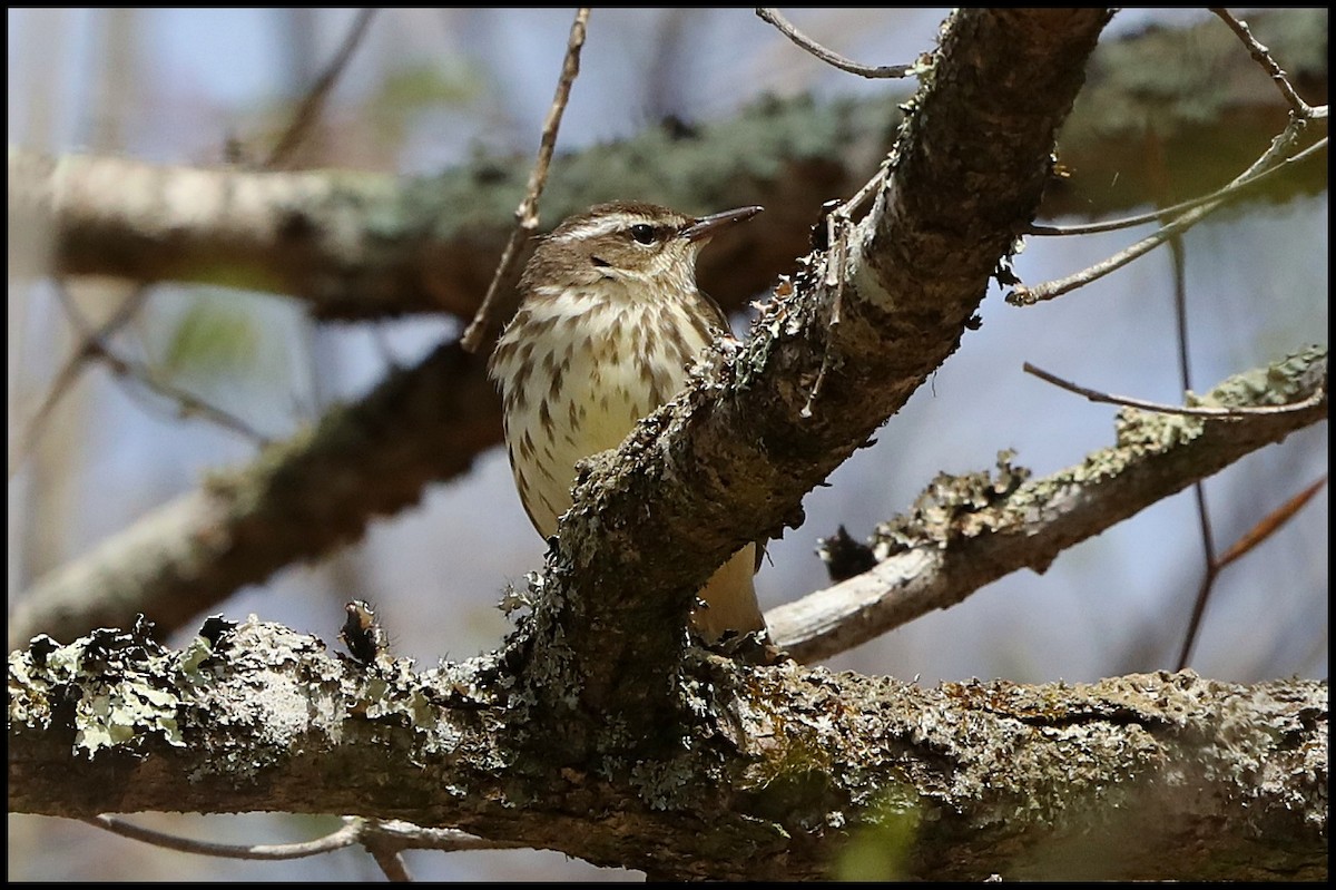 Louisiana Waterthrush - ML441359601