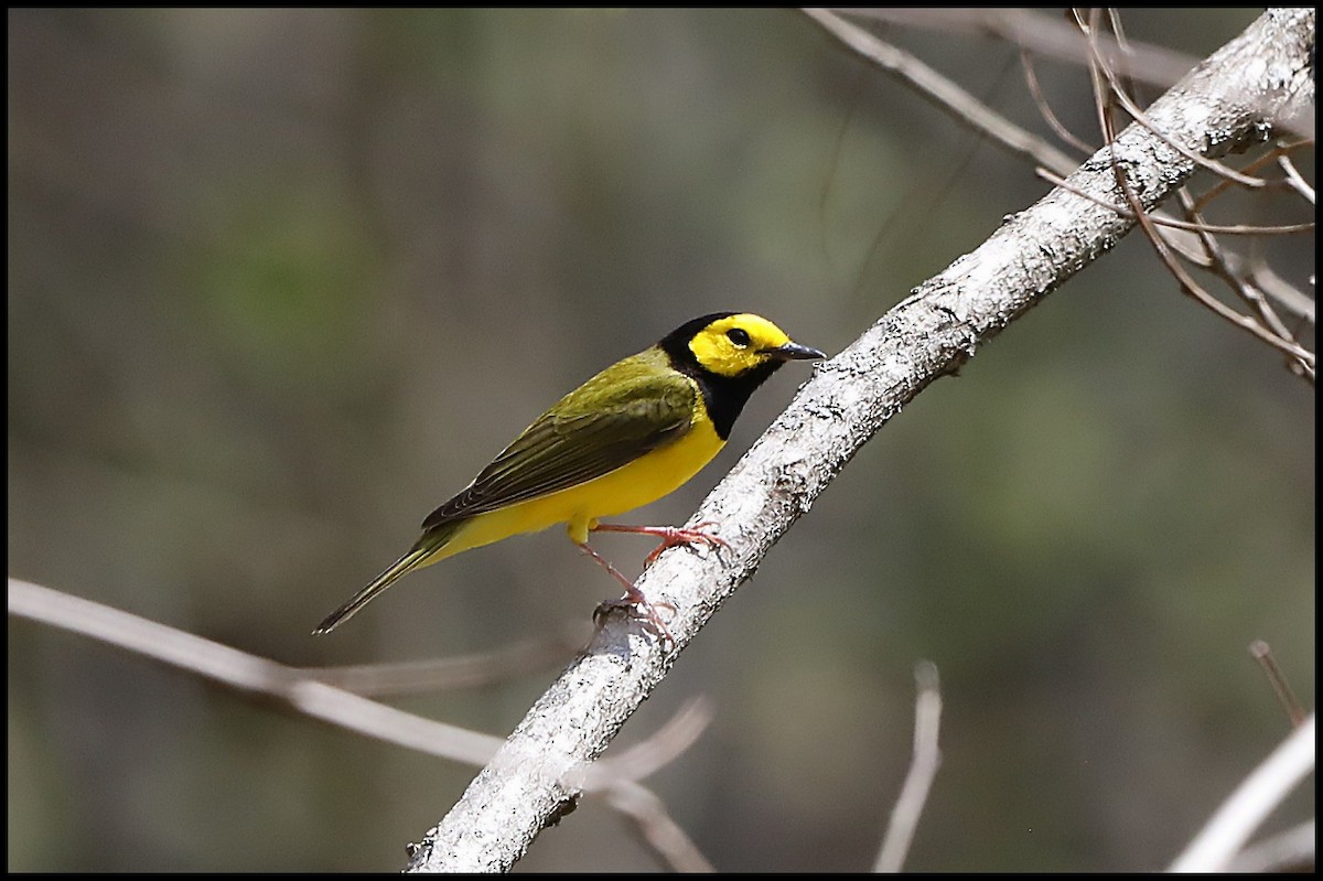 Hooded Warbler - ML441359701