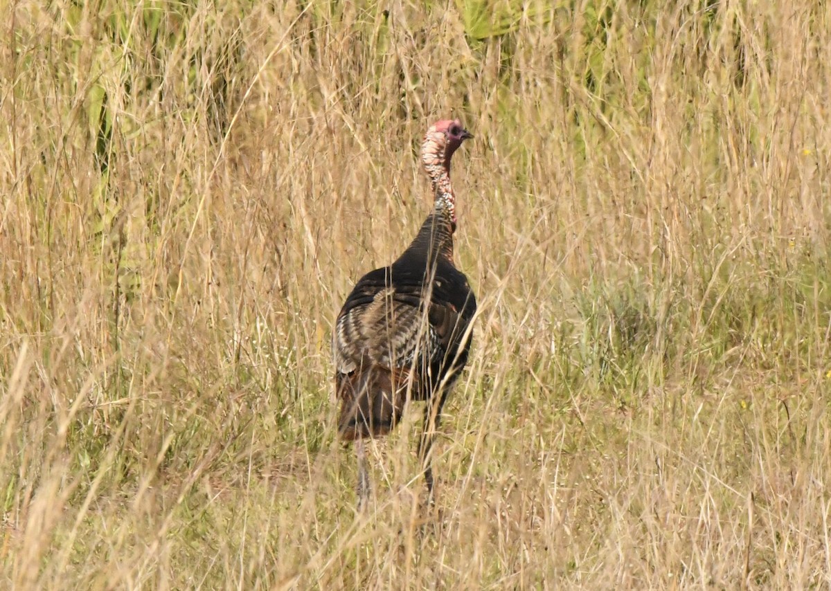 Wild Turkey - ML441360041