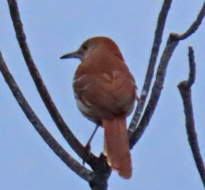 Brown Thrasher - Diane Etchison