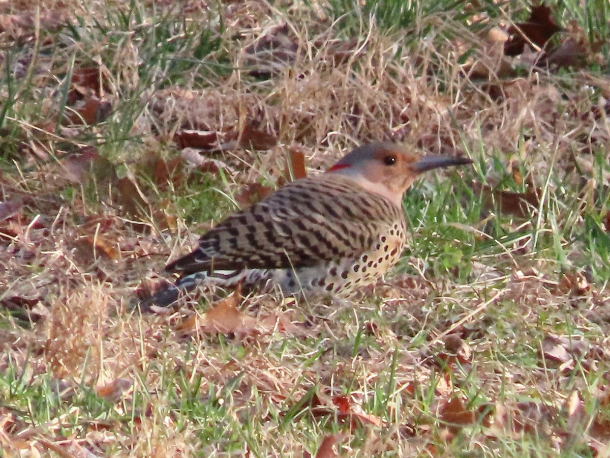 Northern Flicker - Linda Vitchock