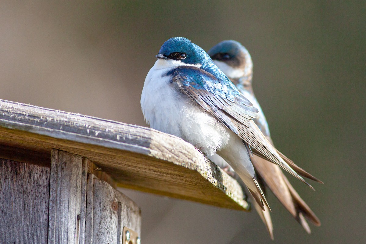 Tree Swallow - Tom Foley