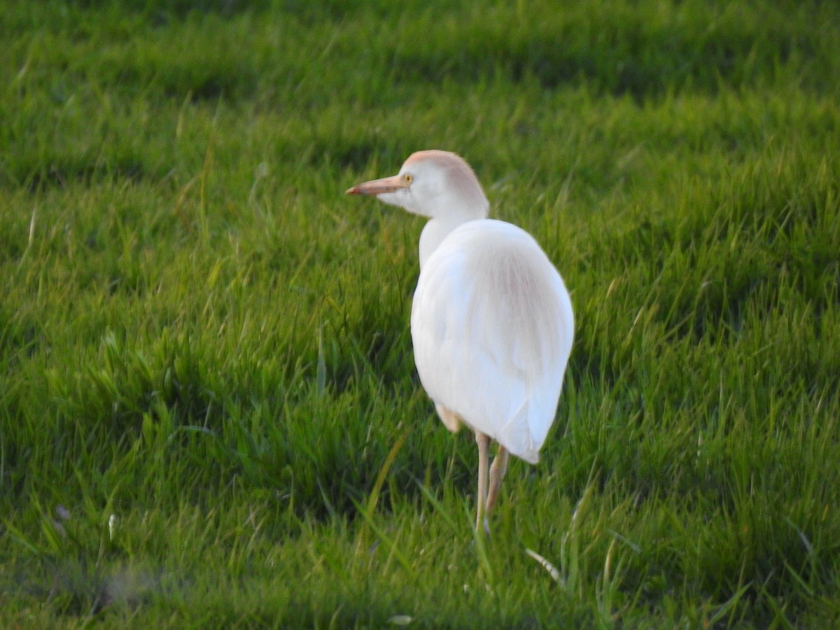 Western Cattle Egret - Mary McKitrick