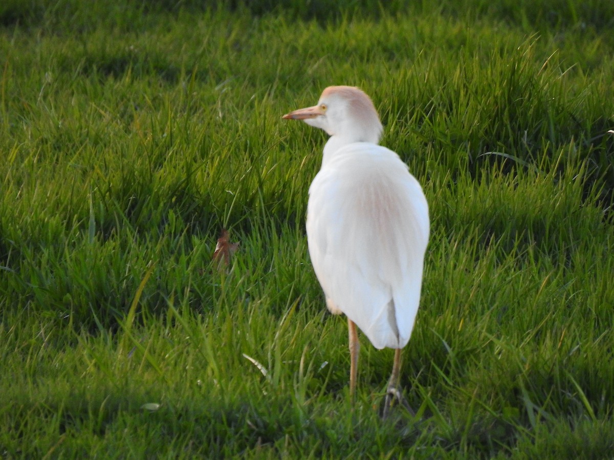 Western Cattle Egret - Mary McKitrick