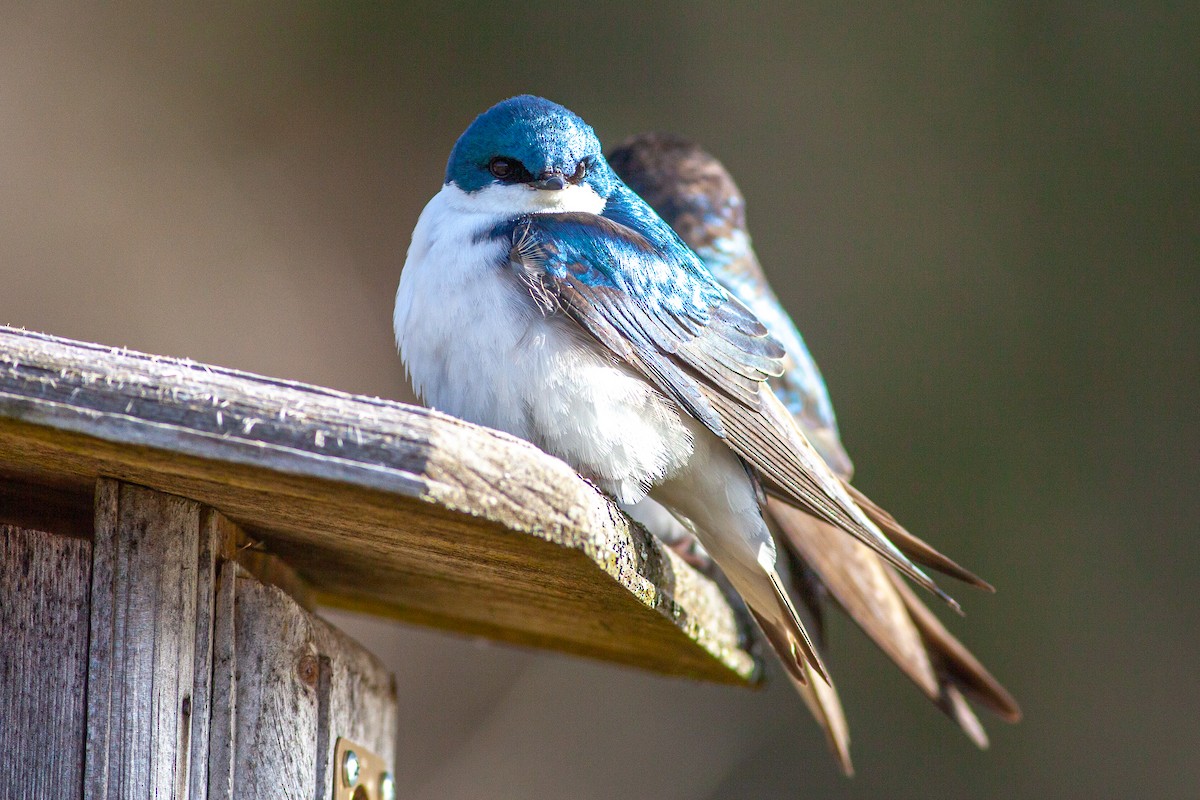 Tree Swallow - Tom Foley