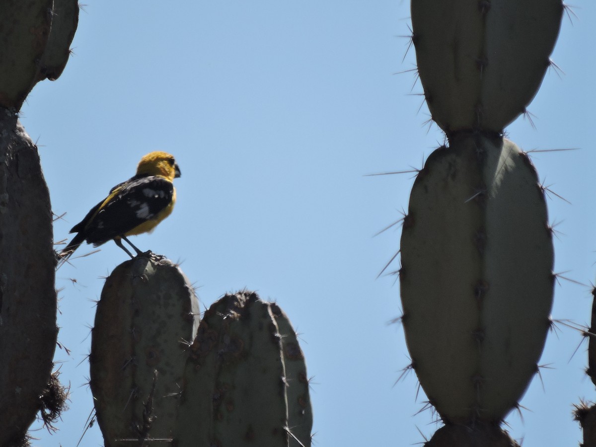 Golden Grosbeak - ML441361841