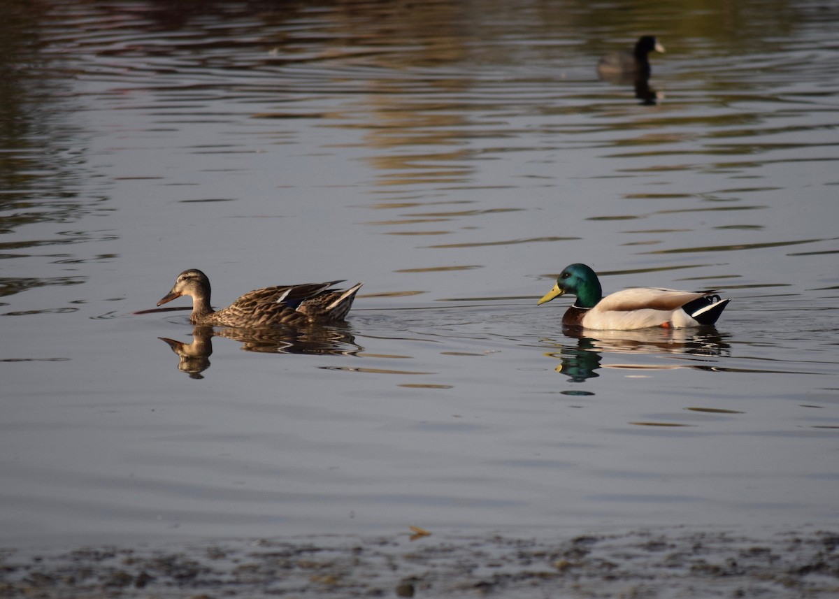 Mallard - Shannon Donaldson