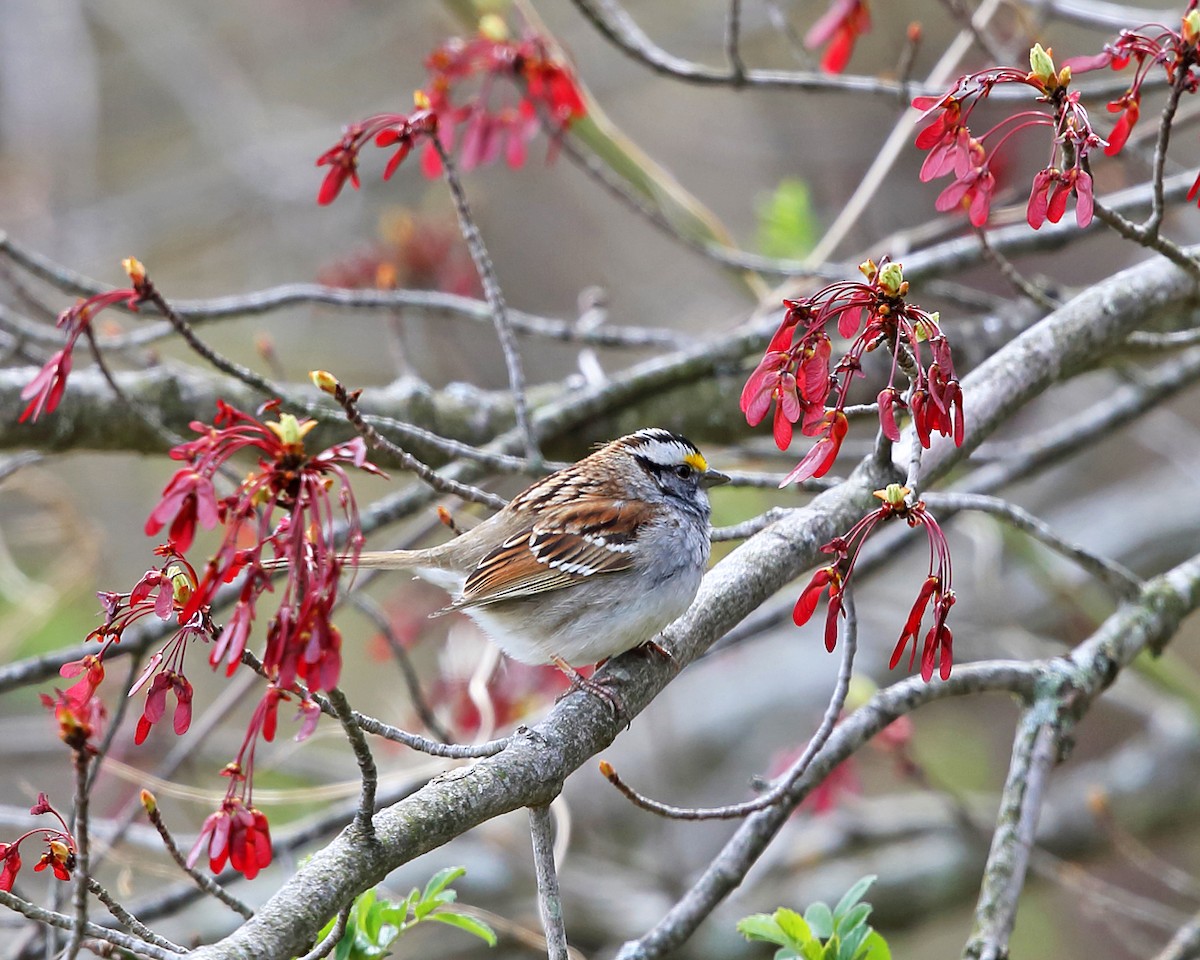 White-throated Sparrow - ML441362271