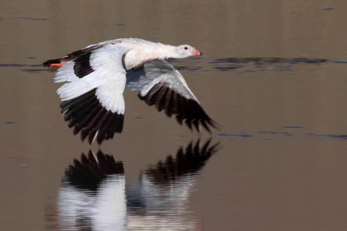 Andean Goose - ML441363631