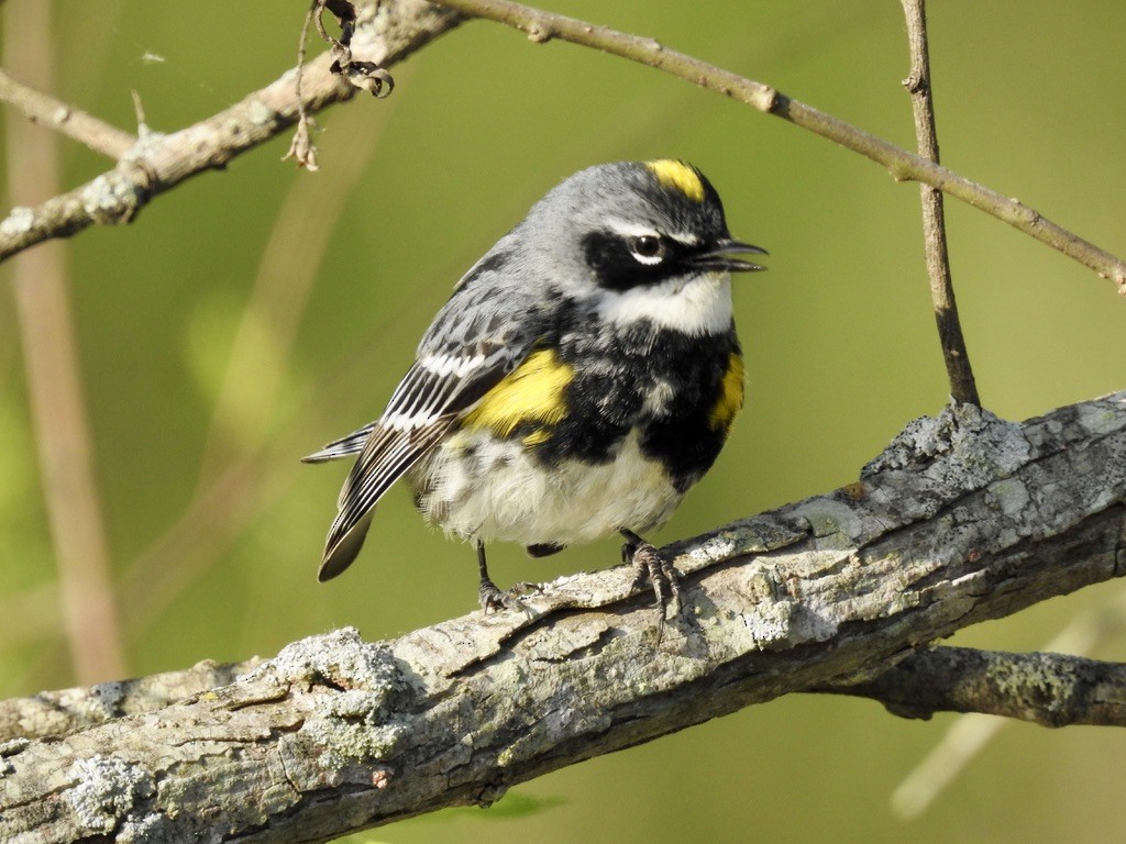 Yellow-rumped Warbler - Seema Sheth