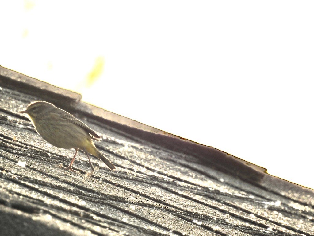 Palm Warbler - ML441368001