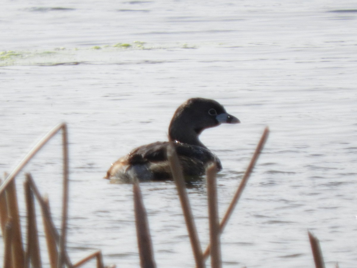 Pied-billed Grebe - ML441368791