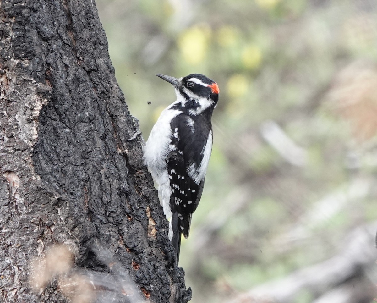 Hairy Woodpecker - dave koehler