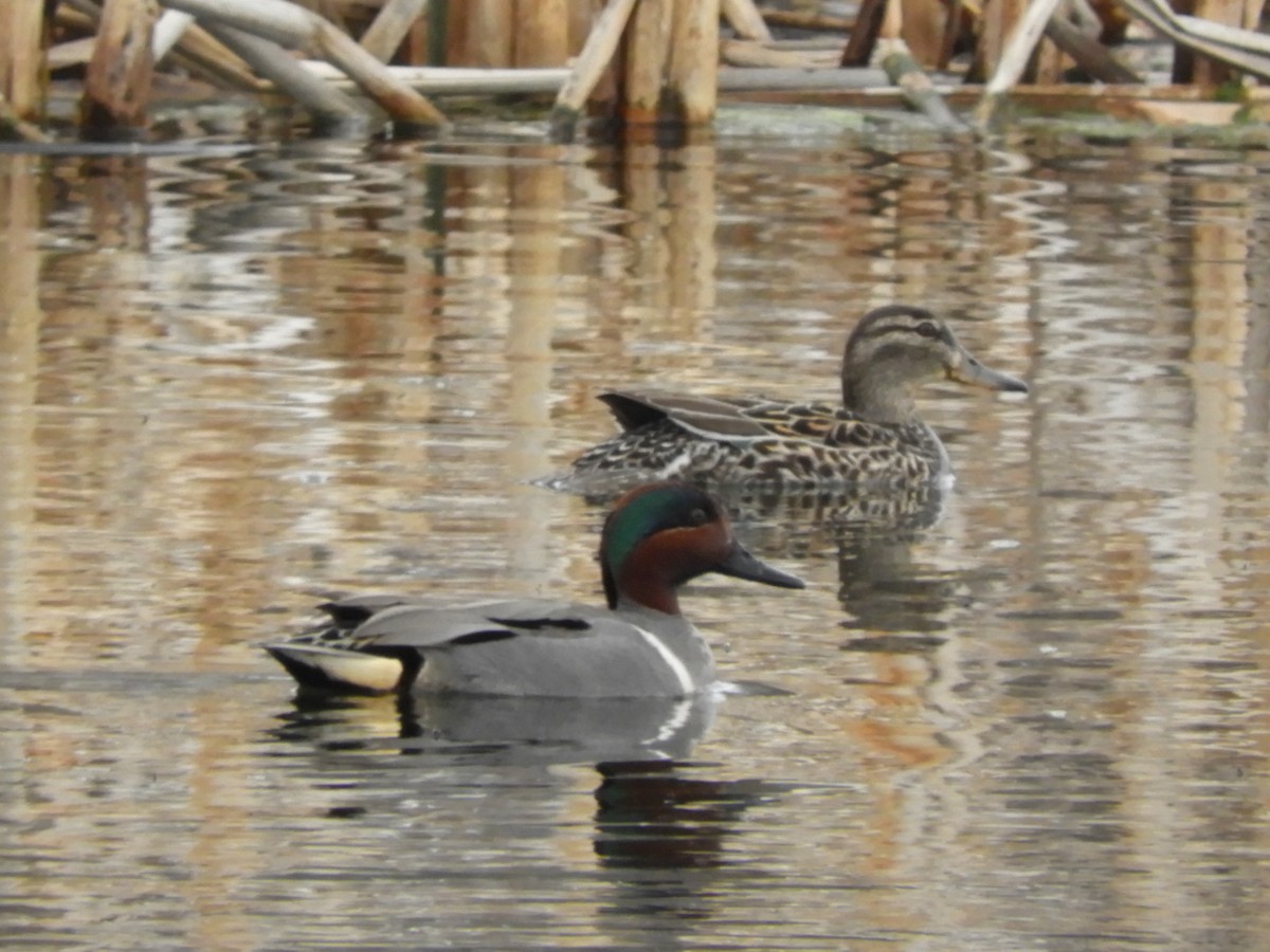 Green-winged Teal - ML441372341