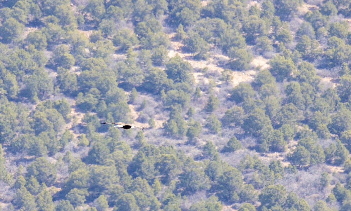 Bald Eagle - ML441372491