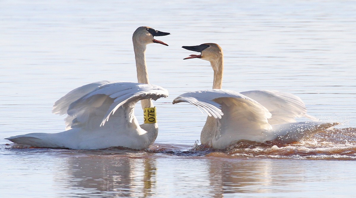 Trumpeter Swan - Ryan Brady