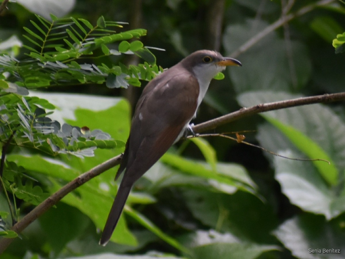 Yellow-billed Cuckoo - ML441373981