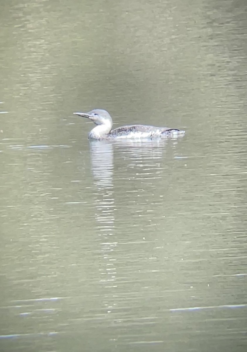 Red-throated Loon - ML441374111