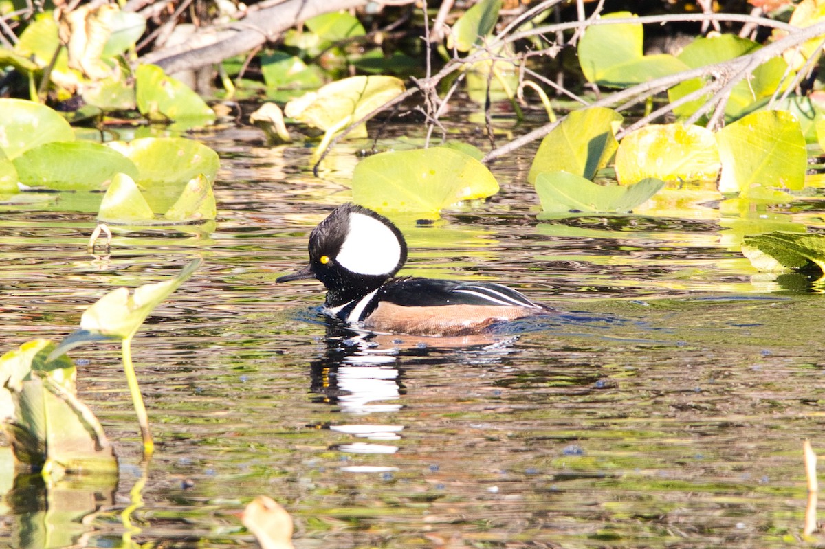 Hooded Merganser - ML441374651