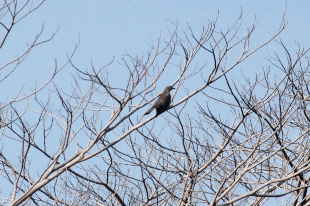 Indian Cuckoo - ML44137511