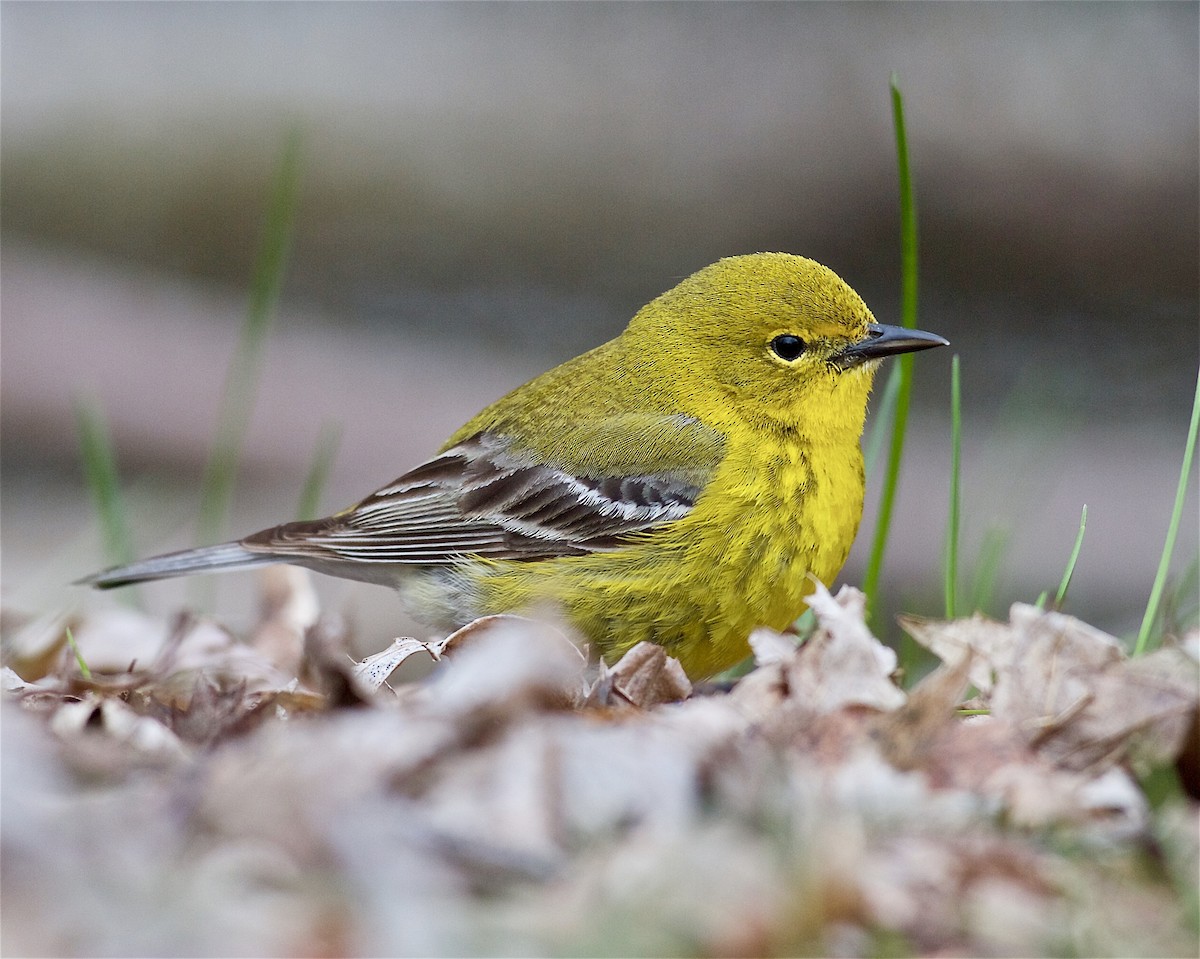 Pine Warbler - ML441375211