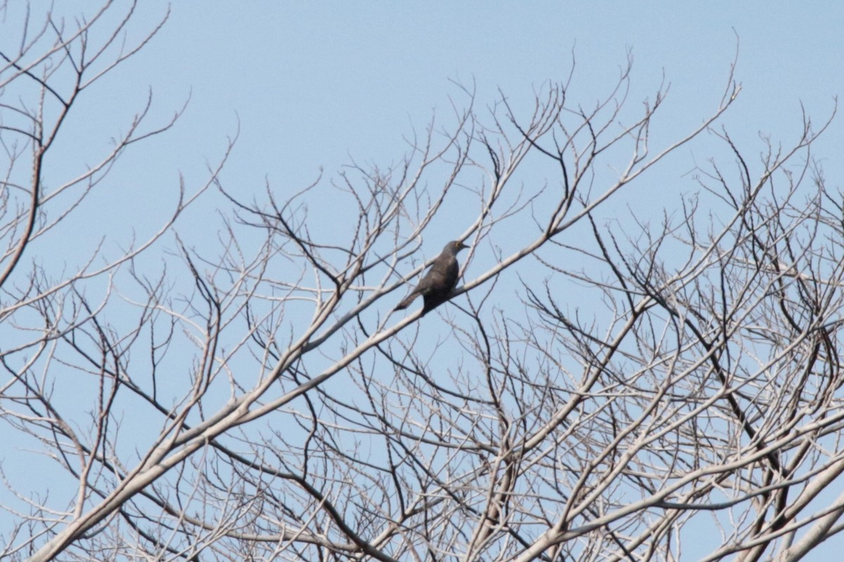 Indian Cuckoo - ML44137531