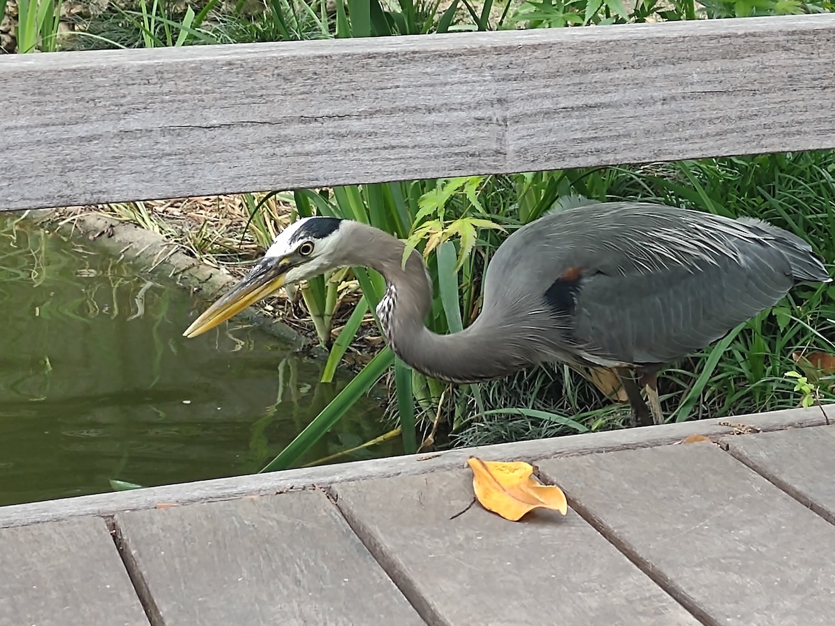 Great Blue Heron - ML441377761