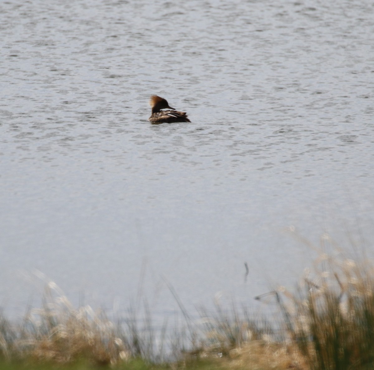 Hooded Merganser - ML441377861