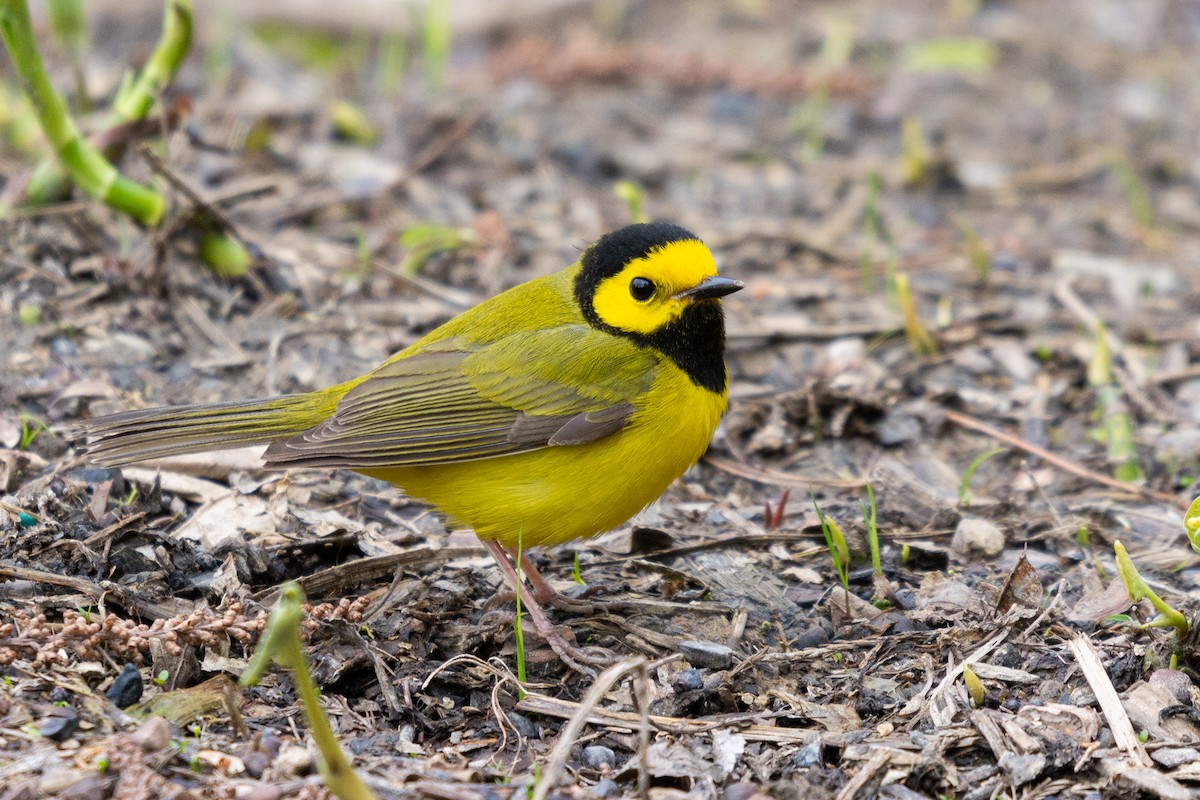 Hooded Warbler - Josh Davidson