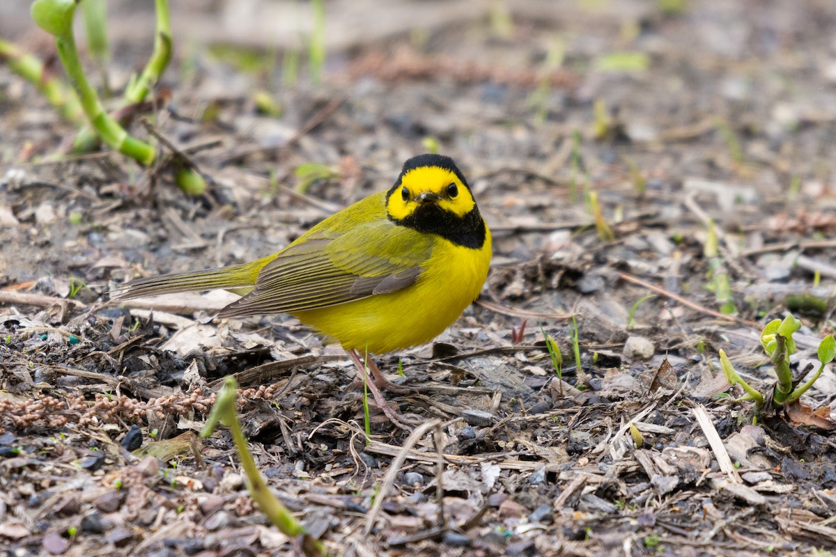 Hooded Warbler - Josh Davidson