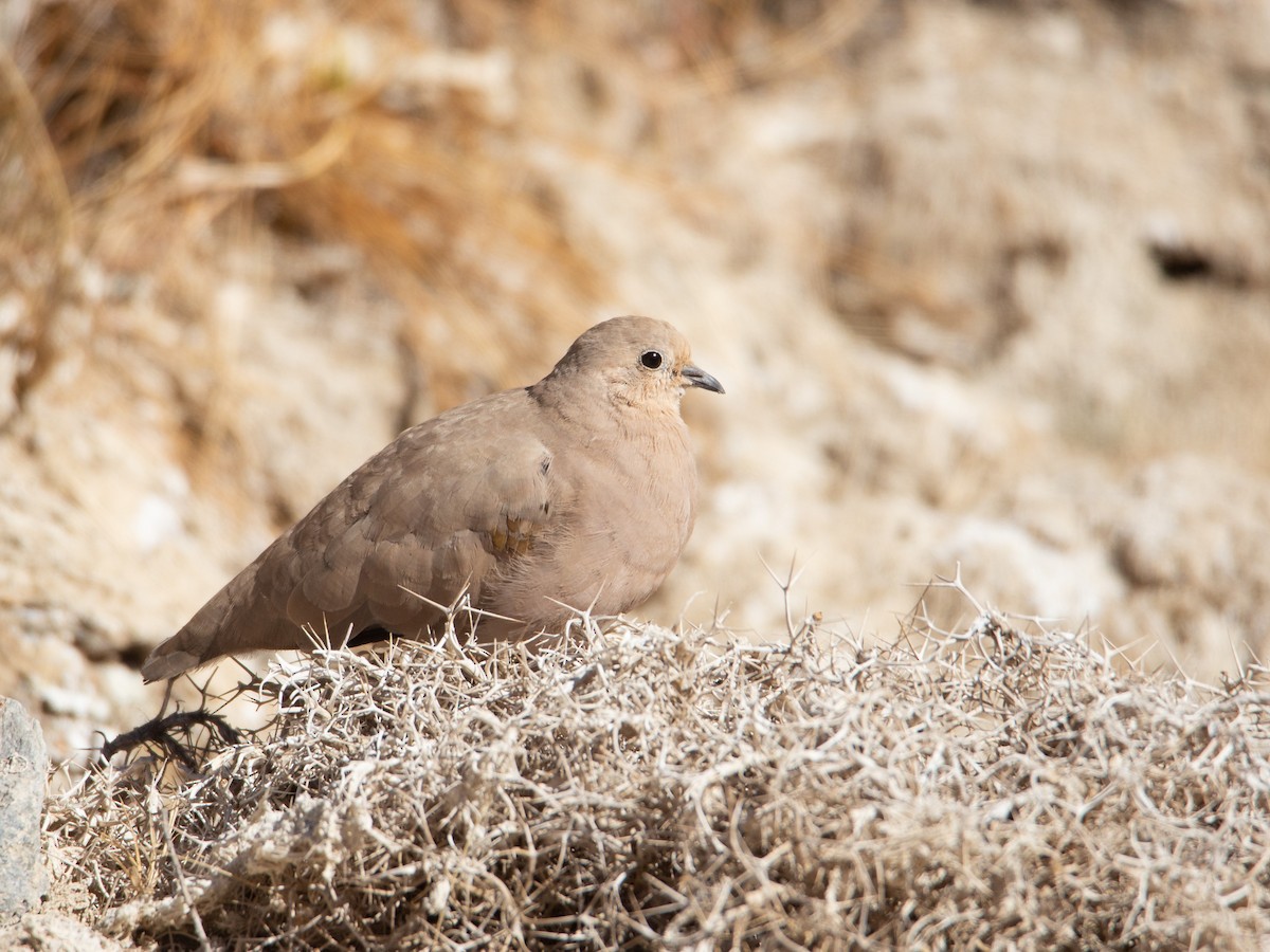 Golden-spotted Ground Dove - Martín  Perez