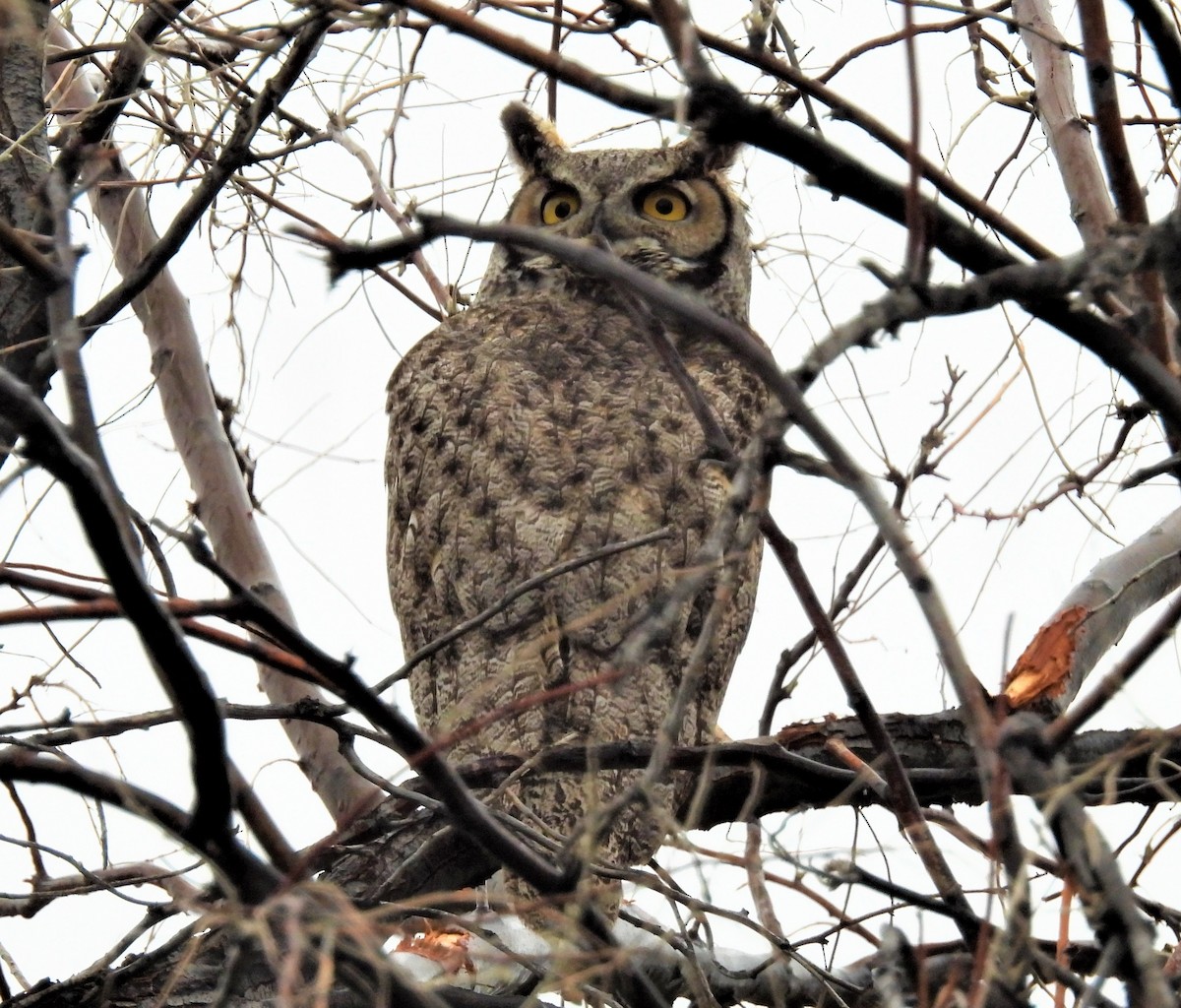 Great Horned Owl - ML441379571