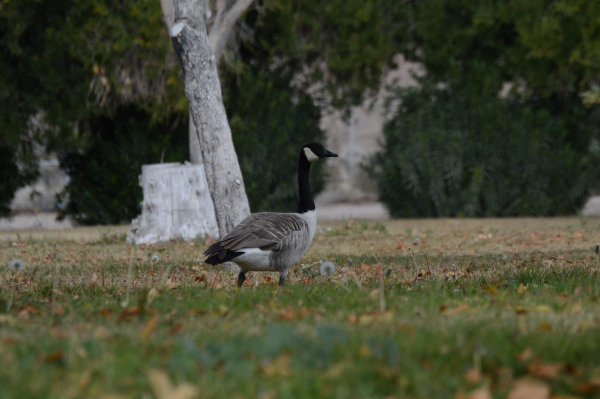 Canada Goose - ML44137961