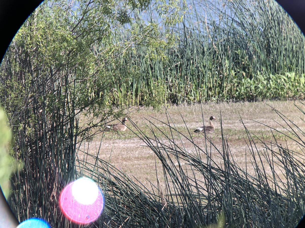 Greater White-fronted Goose - ML441380831