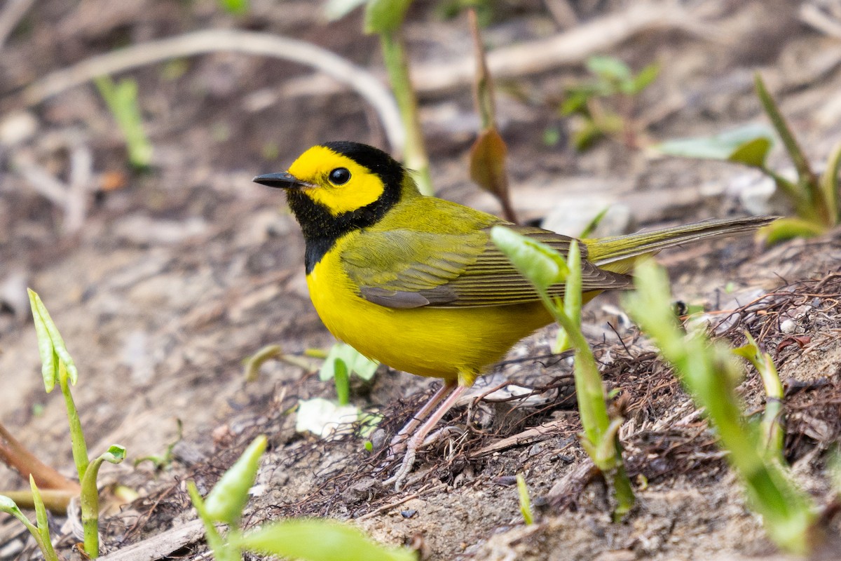 Hooded Warbler - Josh Davidson