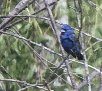 Blue Grosbeak - ML441381381