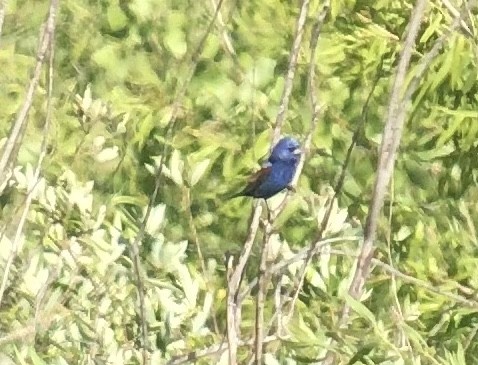 Blue Grosbeak - ML441381391