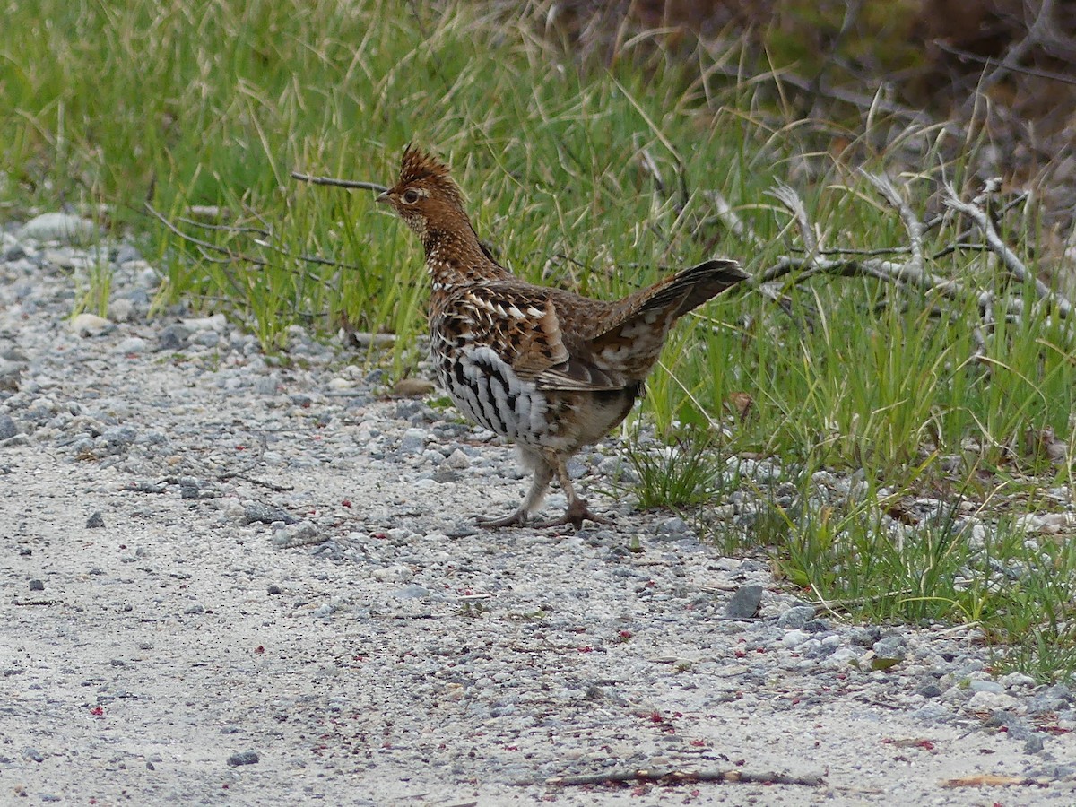 Ruffed Grouse - Sue Deschene